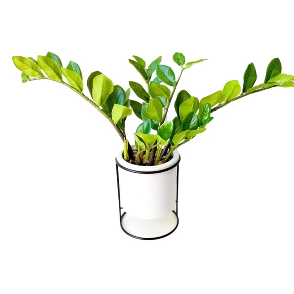 Project 62 Medium Artificial ZZ Plant in White Ceramic Pot - Picture 2 of 2